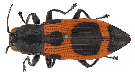 Nascioides parryi, SAMA 25-50477, female, from dead Eucalyptus foliage, KI, photo by Peter Lang for SA Museum, 10.1 × 3.4 mm